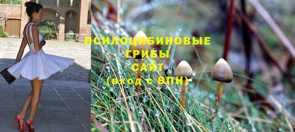 стаф Аркадак